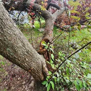 fallen tree